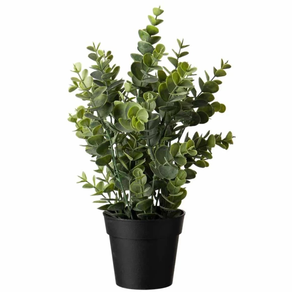 Eucalyptus plante