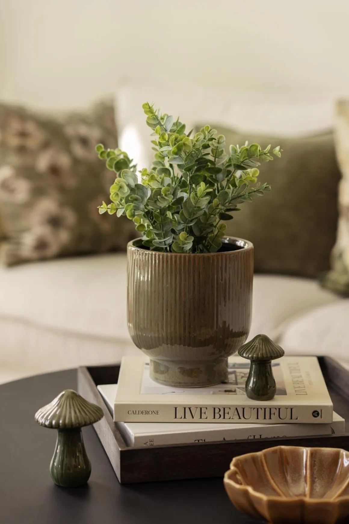 Eucalyptus plante