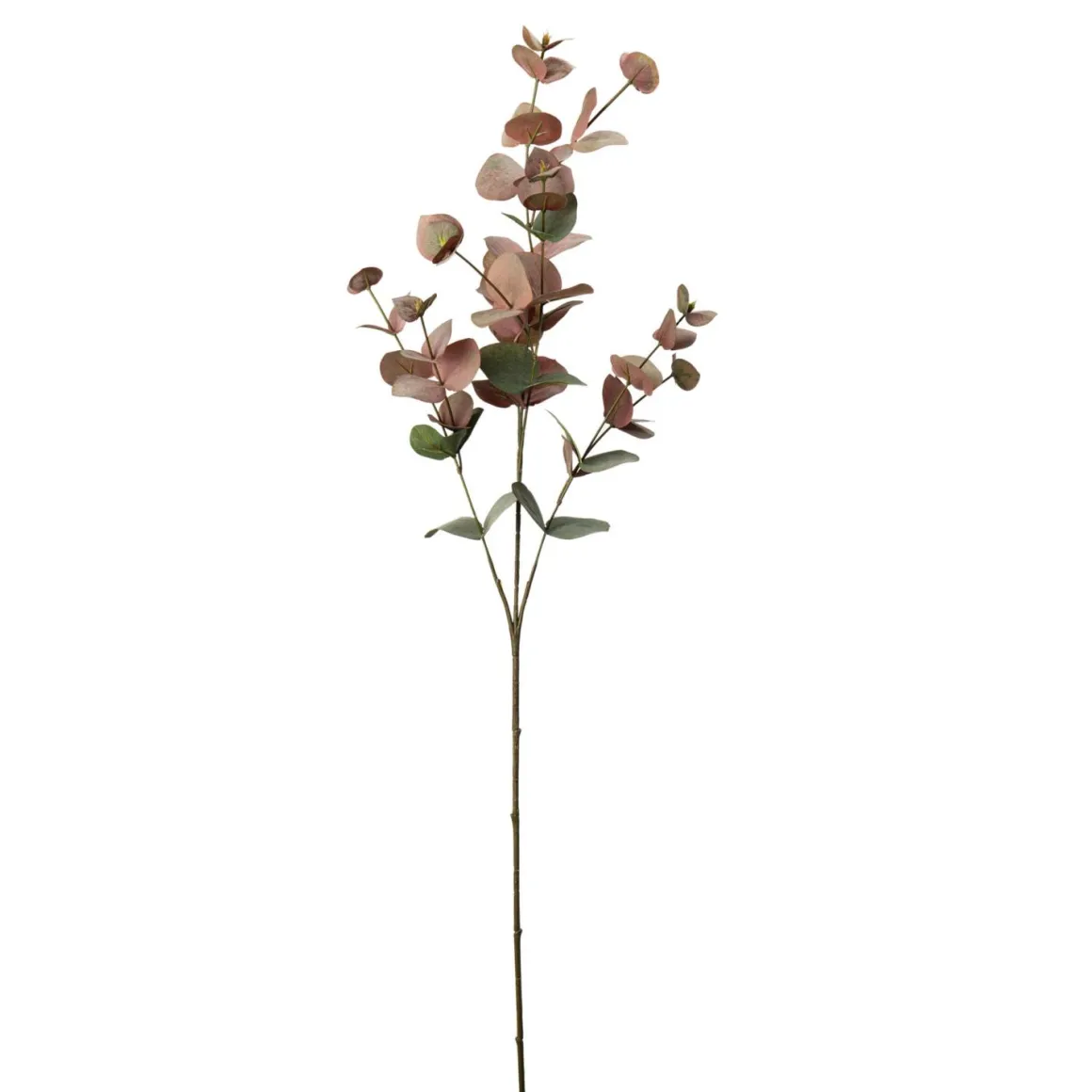 Gren Eucalyptus