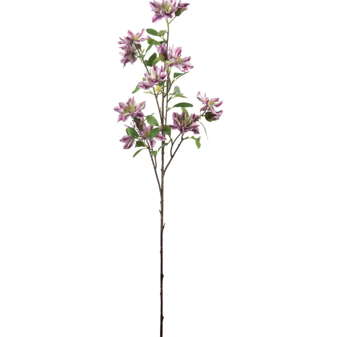 Gren Klematis H 105 cm