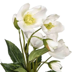 Julerose, hvit