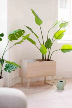 Plante Banantre 123 cm