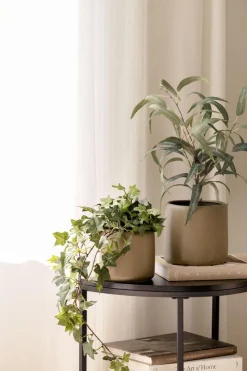 Plante Eføy