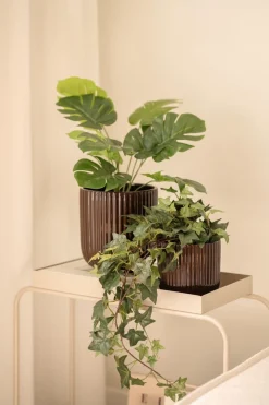 Plante Eføy