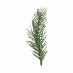 Plante granbar i pose 18 stk