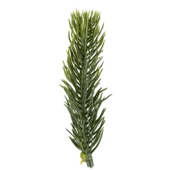 Plante granbar i pose 18 stk