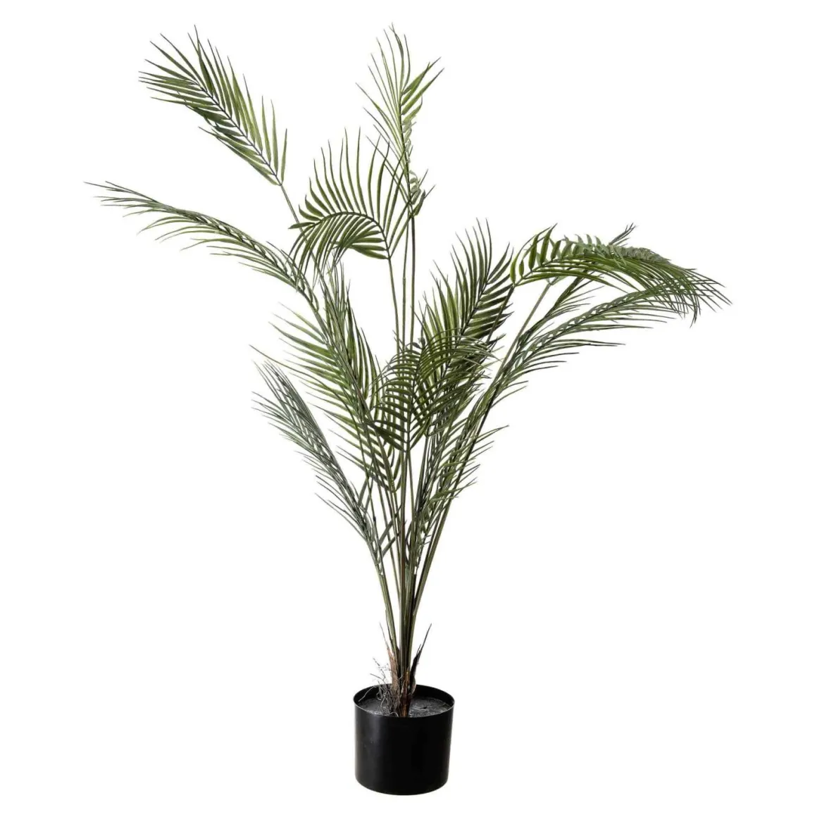 Plante Palme stor