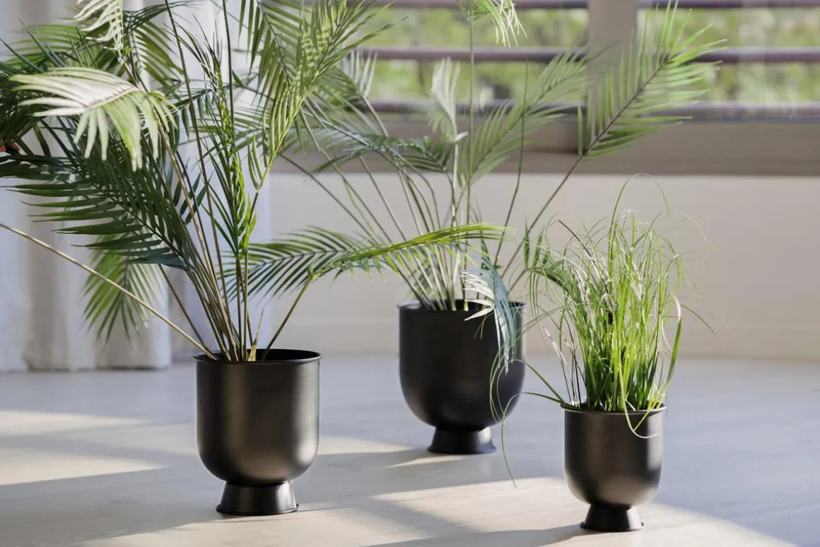 Plante Palme stor