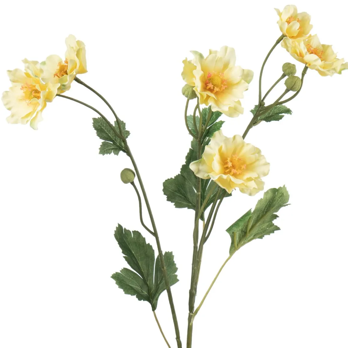 Stilkblomst Ranunkel 69 cm