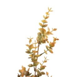 Stilk eucalyptus