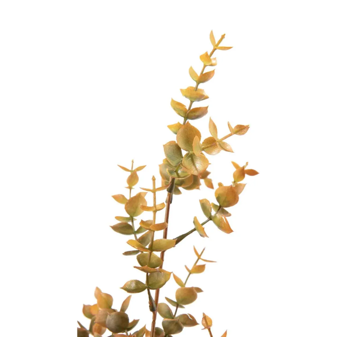 Stilk eucalyptus
